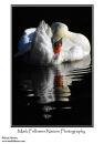 Mute swan Cygnus olor